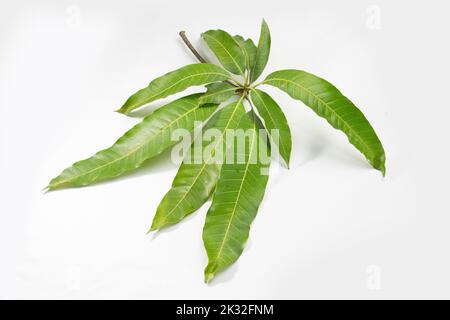 Grüne Mango Blätter und Äste isoliert auf weißem Hintergrund Stockfoto