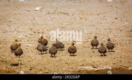 Gruppe von Namaqua-Sandhuhn, die in trockenem Land im Kgalagadi Transfrontier Park, Südafrika, Vorderansicht geht; Specie Pterocles namaqua Familie von Pteroclid Stockfoto