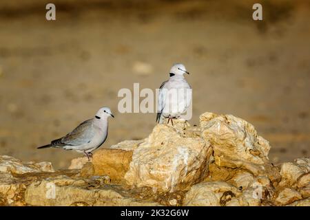 Zwei Ringhalstauben, die auf Felsen im Wüstengebiet im Kgalagadi Transfrontier Park, Südafrika, stehen; specie Streptopelia capicola Familie von Columbidae Stockfoto