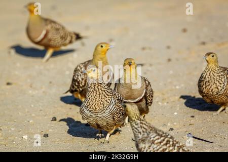 Zwei Paar Namaqua-Sandhühner, die im Sand im Kgalagadi Transfrontier Park, Südafrika, wandern; Specie Pterocles namaqua Familie von Pteroclidae Stockfoto