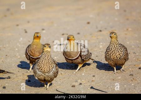 Zwei Paar Namaqua-Sandhühner, die im Sand im Kgalagadi Transfrontier Park, Südafrika, wandern; Specie Pterocles namaqua Familie von Pteroclidae Stockfoto