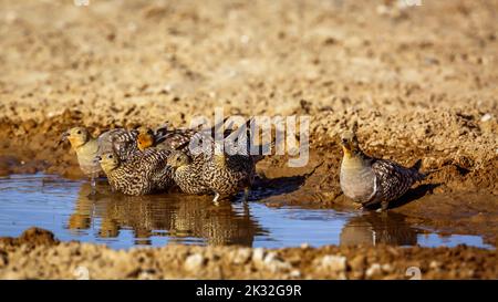 Gruppe von Namaqua-Sandhuhn-Männchen und -Weibchen, die am Wasserloch im Kgalagadi Transfrontier Park, Südafrika, trinken; Specie Pterocles namaqua Familie von PT Stockfoto