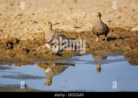 Zwei Namaqua-Sandhuhn, männlich und weiblich, die am Wasserloch im Kgalagadi Transfrontier Park, Südafrika, trinken; Art. Pterocles namaqua Familie von Pterocl Stockfoto