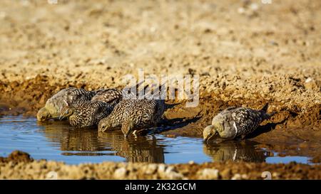 Gruppe von Namaqua-Sandhuhn-Männchen und -Weibchen, die am Wasserloch im Kgalagadi Transfrontier Park, Südafrika, trinken; Specie Pterocles namaqua Familie von PT Stockfoto