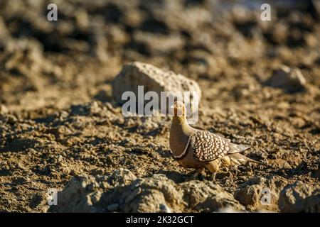 Namaqua-Sandhuhn-Männchen, der im Kgalagadi Transfrontier Park, Südafrika, auf trockenem Land spaziert; Artus Pterocles namaqua Familie der Pteroclidae Stockfoto