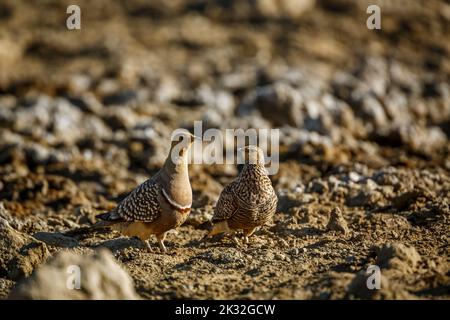 Namaqua-Sandhuhnpaar, das im Kgalagadi Transfrontier Park, Südafrika, auf trockenem Land spazierend ist; Artus Pterocles namaqua Familie der Pteroclidae Stockfoto