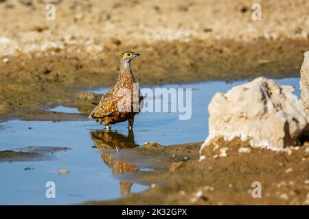 Burchells Sandgrouse-Männchen, das im Wasserloch im Kgalagadi Transfrontier Park, Südafrika, badete; Specie Pterocles burchelli-Familie von Pteroclidae Stockfoto