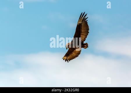 Bateleur Adler juvenile im Flug isoliert in blauem Himmel in Kgalagadi Transfrontier Park, Südafrika ; specie Terathopius ecaudatus Familie von Accipitr Stockfoto