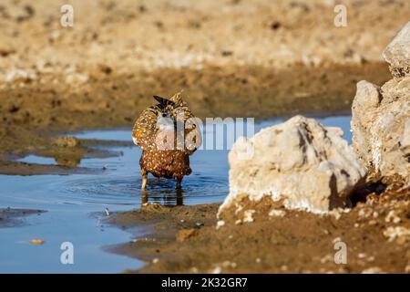 Burchells Sandgrouse-Männchen, das im Wasserloch im Kgalagadi Transfrontier Park, Südafrika, badete; Specie Pterocles burchelli-Familie von Pteroclidae Stockfoto