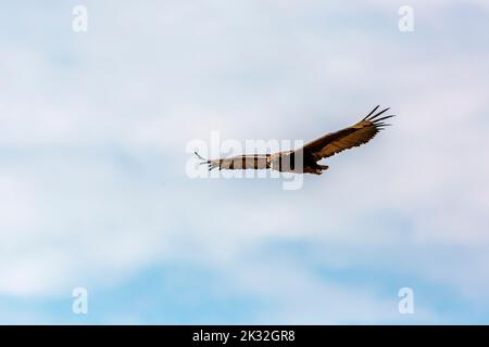 Bateleur Adler juvenile im Flug isoliert in blauem Himmel in Kgalagadi Transfrontier Park, Südafrika ; specie Terathopius ecaudatus Familie von Accipitr Stockfoto