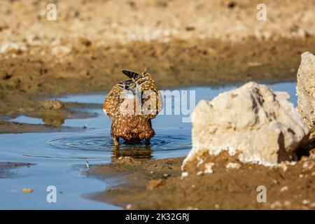 Burchells Sandgrouse-Männchen, das im Wasserloch im Kgalagadi Transfrontier Park, Südafrika, badete; Specie Pterocles burchelli-Familie von Pteroclidae Stockfoto