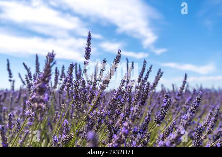 Nahaufnahme von lila Lavendelblüten in der Provence, Südfrankreich Stockfoto
