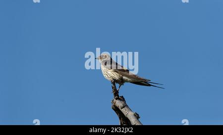 Pilanesberg Nature Reserve, Südafrika Stockfoto