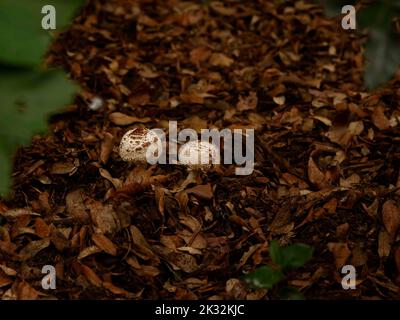 Nahaufnahme von zwei weißen und braunen Pilzen, die Ende September und im Herbst auf den Blättern und dem Kompost des Waldbodens im Schatten wachsen Stockfoto