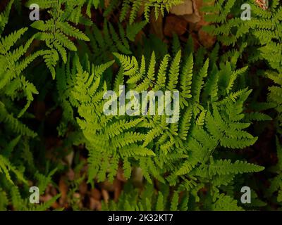 Nahaufnahme der Laubgartenpflanze Thelypteris palustris ideal für feuchte Böden und Schatten. Stockfoto