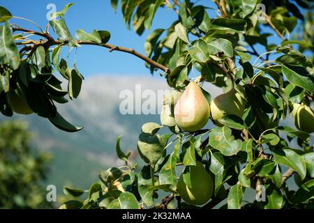 Reife Birnen am Ast. Bio-Birnen im Garten. Stockfoto