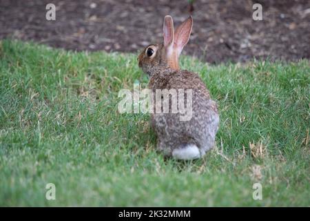 Ein östlicher Hase auf dem grünen Feld Stockfoto