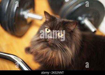 Porträt von niedlichen jungen Kätzchen. Schottischer Falz. Stockfoto