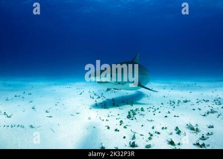 Tiger Shark (Galeocerdo cuvier) nähert sich über den Sandboden. Tiger Beach, Bahamas Stockfoto