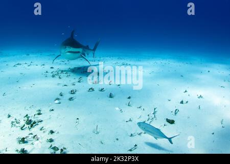 Tiger Shark (Galeocerdo cuvier) nähert sich über den Sandboden. Tiger Beach, Bahamas Stockfoto