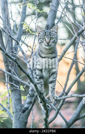 Eine graue Katze steht in der Krone eines Laubbaums. Stockfoto