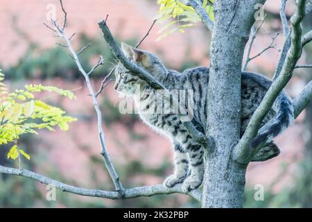 Eine graue Katze steht in der Krone eines Laubbaums. Stockfoto