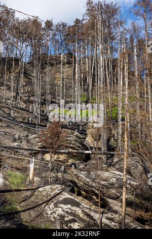 Hrensko, Tschechische Republik. 23. September 2022. Verkohlte Bäume in den verbrannten Wäldern nach einem Brand im Nationalpark Ceske Svycarsko (Tschechische Schweiz), Tschechische Republik, 23. September 2022. Kredit: Vojtech Hajek/CTK Foto/Alamy Live Nachrichten Stockfoto