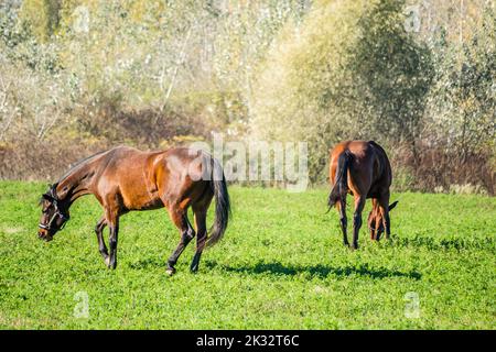 Zwei Pferde grasen täglich auf einer Weide in der Nähe der Stadt Novi Sad, Serbien. Stockfoto