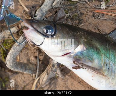 Frisch gefangener Wels auf einem Metallstringer Stockfoto
