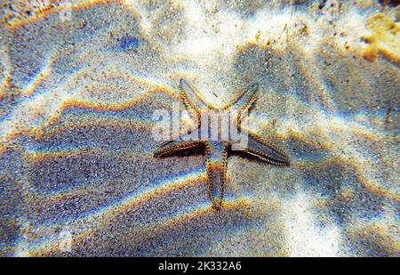 Unterwasserbild des mediterranen Sandmeersterns Stockfoto