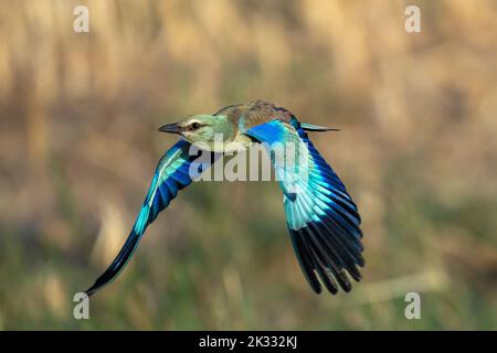 European Roller (Coracias garrulus) fliegen Stockfoto