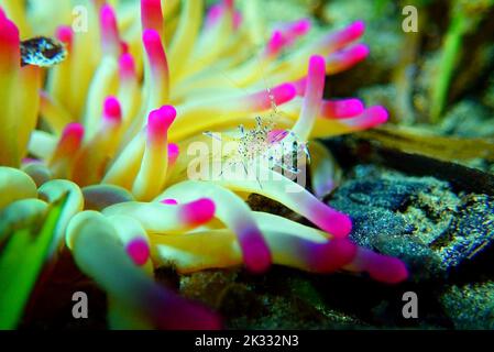 Mediterrane Meerglas Anemone Garnelen - Periclimenes aegylios Stockfoto