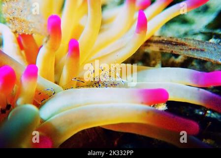 Mediterrane Meerglas Anemone Garnelen - Periclimenes aegylios Stockfoto