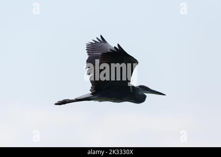 Detailreiche Silhouette eines isolierten Graureiher (ardea cinerea) im Flug Stockfoto