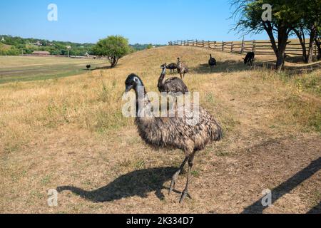 Emu (Dromaius novaehollandiae). Eine große australische flugunfähigen Vogel Stockfoto