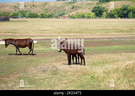 Junger kleiner brauner Esel auf einer Viehfarm Stockfoto
