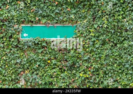 Überwuchert Wand mit grünen Schild mit einem weißen Pfeil neben Kletterpflanzen teilweise überwuchert als Write o hint Stockfoto