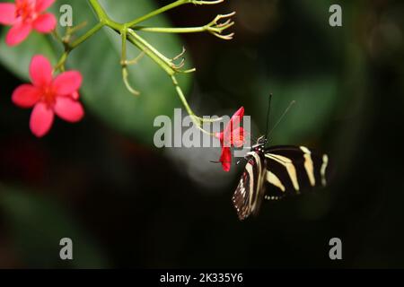 Zebrafalter / Zebra Longwing / Heliconius charthonia - Heliconius charitonius Stockfoto