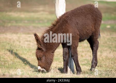 Junger kleiner brauner Esel auf einer Viehfarm Stockfoto