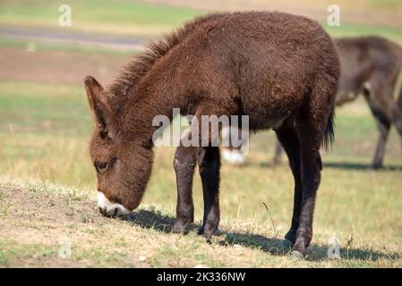 Junger kleiner brauner Esel auf einer Viehfarm Stockfoto