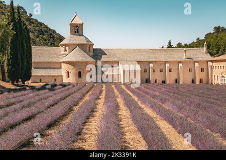 Abtei Sénanque, Abbaye Notre-Dame de Sénanque in der Nähe von Gordes, Département Vaucluse in der Provence, Frankreich. Kloster mit Lavendelfeldern. Stockfoto