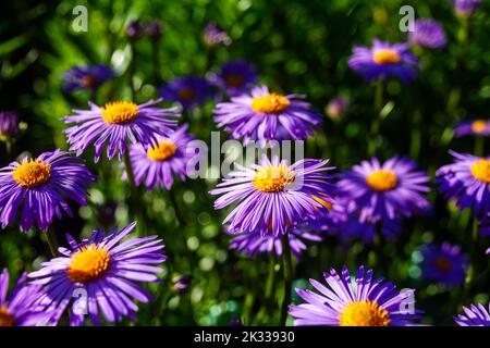 Lila Blüten von italienischen Astern, Michaelmas Daisy (Aster Amellus), bekannt als italienische Sternwürze, Herbst Aster, violette Blüte im Garten wachsen. Stockfoto