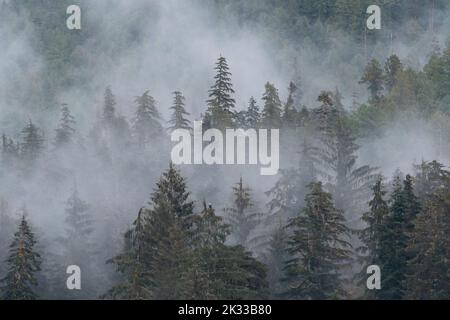 Ein erwachsener Weißkopfadler (Haliaeetus leucocephalus), der in einem Baum steht, wird von der nebligen Waldlandschaft in British Columbia, Kanada, in den Schatten gestellt. Stockfoto