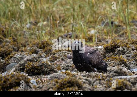 Ein unreifer Weißkopfseeadler (Haliaeetus leucocephalus), der an der Küste in British Columbia, Kanada, thront. Stockfoto