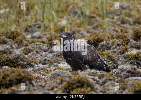 Ein unreifer Weißkopfseeadler (Haliaeetus leucocephalus), der an der Küste in British Columbia, Kanada, thront. Stockfoto