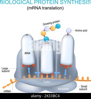 Ribosomstruktur und Anatomie. Biologische Proteinsynthese. MRNA-Translation und Synthese von Proteinen durch ein Ribosum. TRNA und mRNA Stock Vektor