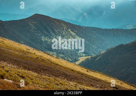 Fantastische alpine Hochlandlandschaft. Bergkiefernwald an Berghängen. Orange Graswiese vor dramatischen blauen Bergkette. Majestätische farbenfrohe Herbstszene. Naturhintergründe. Reiseaufnahme Stockfoto