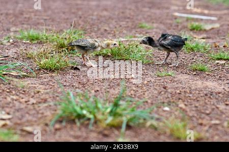 Kleine Hühner lernen sich auf einer Freilandfarm zu bekämpfen. Stockfoto