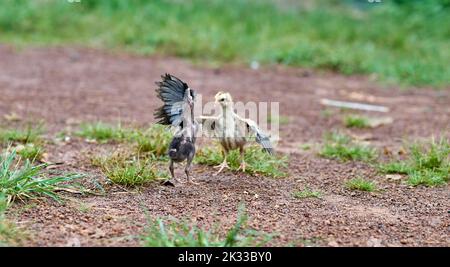 Kleine Hühner lernen sich auf einer Freilandfarm zu bekämpfen. Stockfoto