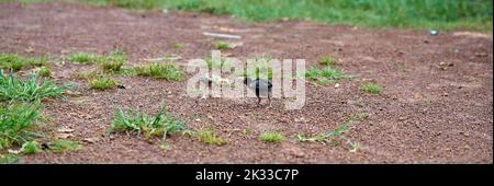 Kleine Hühner lernen sich auf einer Freilandfarm zu bekämpfen. Stockfoto